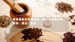 苦菜根的功效与作用,苦菜根的副作用-药效-用法-图片
