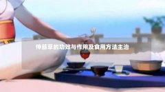 伸筋草的功效与作用及食用方法主治