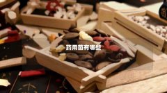 药用菌有哪些