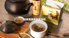 田螺里面有寄生虫吗