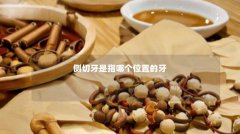 侧切牙是指哪个位置的牙
