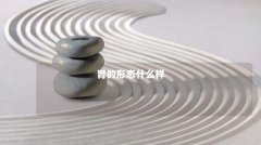 胃的形态什么样