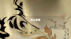 怎么养脾