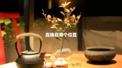 直肠在哪个位置