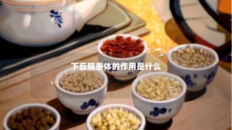 下丘脑垂体的作用是什么