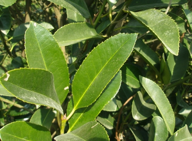 苦丁茶图片_苦丁茶的功效与作用及功能与主治