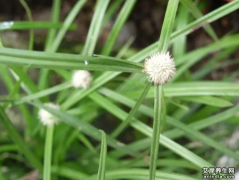 一箭球图片,大全高清植物图片_一箭球的功效与作用和主治,用量,禁忌,吃法,副作
