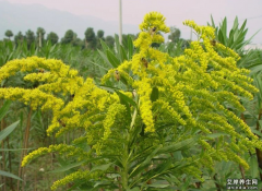 一枝黄花图片,大全高清植物图片_一枝黄花的功效与作用和主治,用量,禁忌,吃法