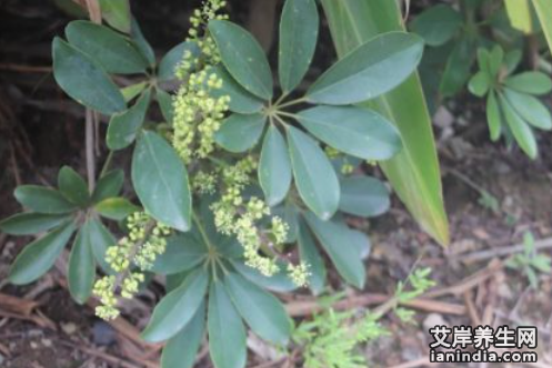 七叶莲药材特写图片