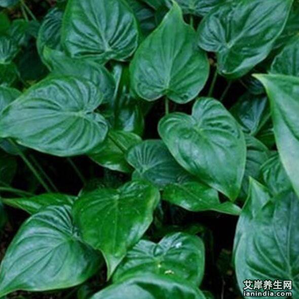 卜芥的的功效与作用图片