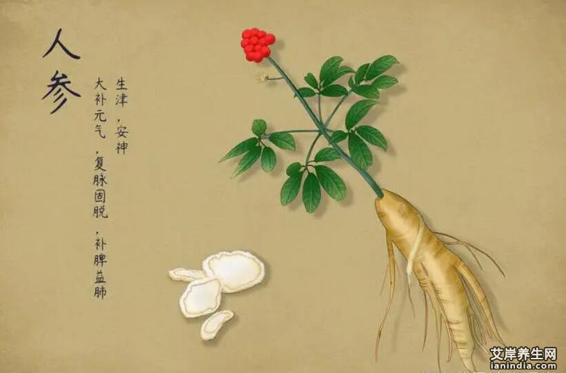 人参药材特写图片