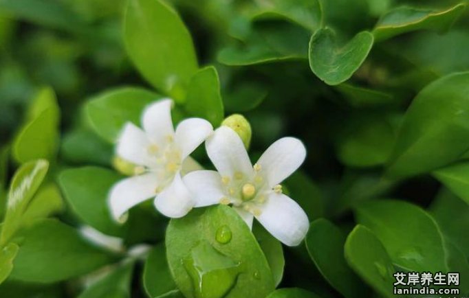 九里香在原生态中的植物图片
