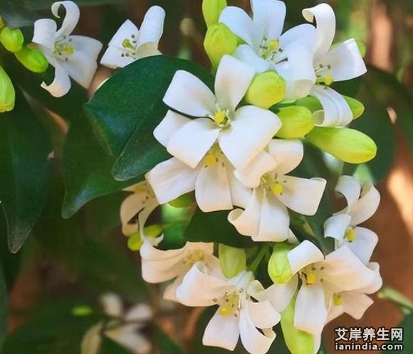 九里香药材特写图片