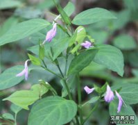 九头狮子草图片,大全高清植物图片_九头狮子草的功效与作用和主治,用量,禁忌
