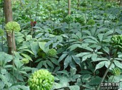 三七图片,大全高清植物图片_三七的功效与作用和主治,用量,禁忌,吃法,副作用