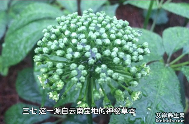 三七的功效与作用图片