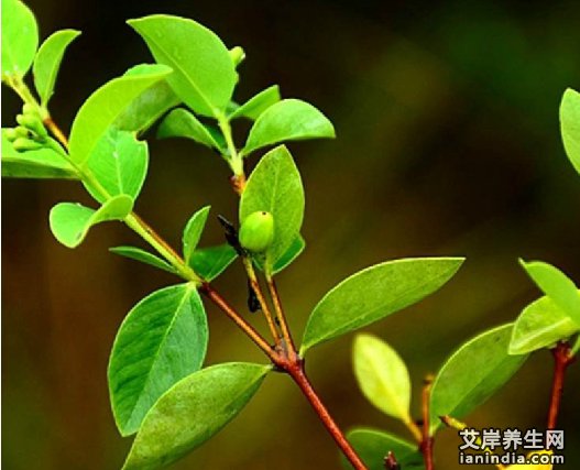 了哥王药材特写图片