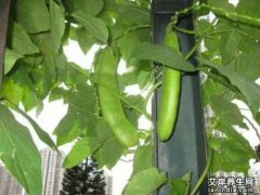 刀豆壳图片,大全高清植物图片_刀豆壳的功效与作用和主治,用量,禁忌,吃法,副作