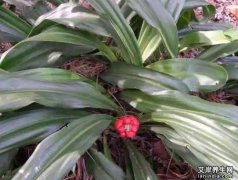 万年青图片,大全高清植物图片_万年青的功效与作用和主治,用量,禁忌,吃法,副作