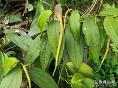 山蒟图片,大全高清植物图片_山蒟的功效与作用和主治,用量,禁忌,吃法,副作用