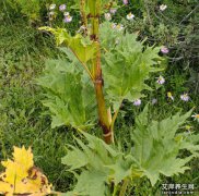 山大黄图片高清对比：止血抗衰双效解析，功效作用碾压正品大黄?