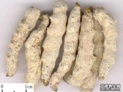 僵蚕的功效与作用及食用方法主治禁忌_僵蚕图片