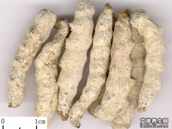 僵蚕的功效与作用及食用方法主治禁忌 僵蚕图片