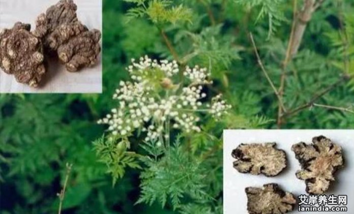 川芎的功效与作用及使用方法主治禁忌 川芎图片