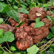 何首乌的功效与作用及使用方法主治禁忌_何首乌图片