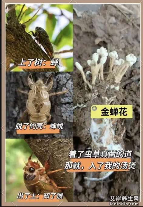 金蝉花的功效与作用