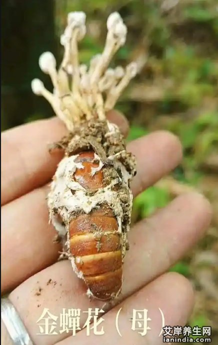金蝉花原生态图片