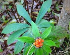 七叶一枝花的功效与作用及使用方法主治禁忌_ 七叶一枝花图片