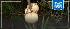 李同侠:尿蛋白3.8降到0.3，枯竹上的“竹菌”，专修肾小球基底膜